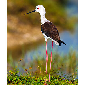 Stelzenläufer (Himantopus himantopus)