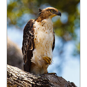 Haubenadler (Spizaetus cirrhatus)