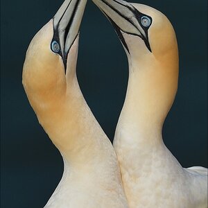 aaacomp Helgoland 20120630 5436