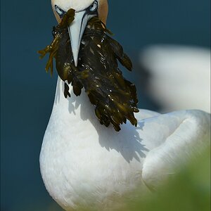 aaacomp Helgoland 20120630 5603