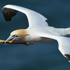 aaacomp Helgoland 20120630 5815