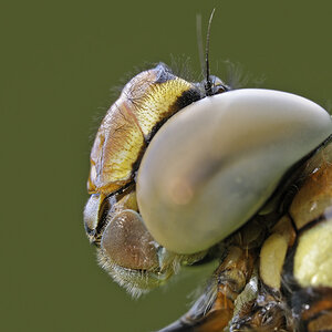 Libelle5088