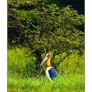 Sunda-Marabu (Leptoptilos javanicus)