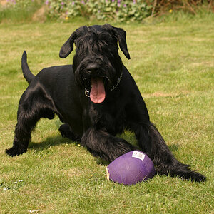 Arnie