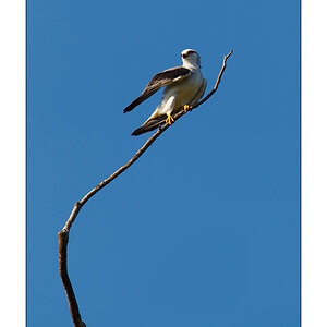 Gleitaar (Elanus caeruleus)