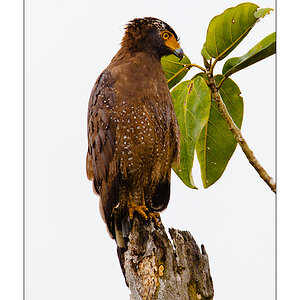 Schlangenweihe (Spilornis cheela spilogaster)