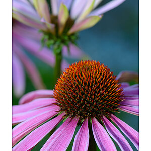 Echinacea purpurea #1


Nikon D800, AF-S Micro-Nikkor f/2.8/ 105 mm, Nikon Speedlighte SB-910, Blende 1:11 bei 1/60 Sekunde.
