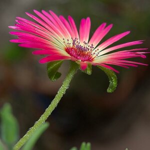 Dorotheanthus bellidiformis