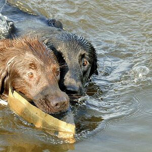baimal schwimmt