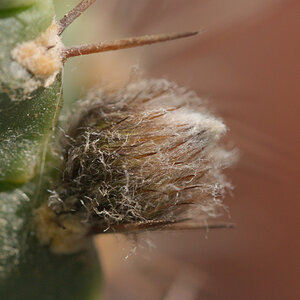 Echinopsis