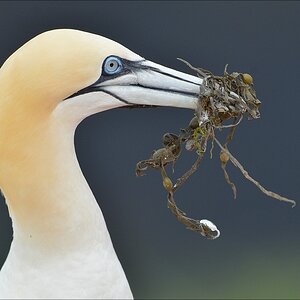 aaacomp Helgoland 20120630 8209