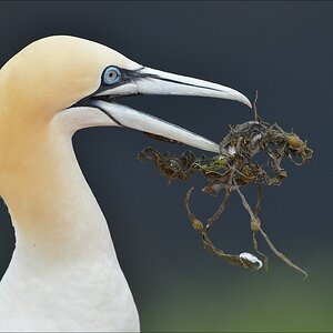 aaacomp Helgoland 20120630 8212