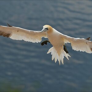 aaacomp Helgoland 20120630 8392