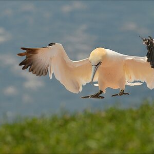 aaacomp Helgoland 20120630 8500