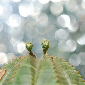 Euphorbia obesa männlich