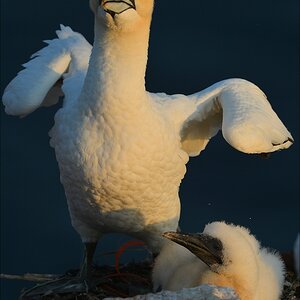 aaacomp Helgoland 20120630 9196
