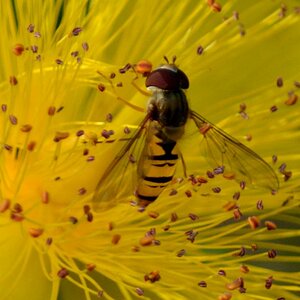 Schwebfliege