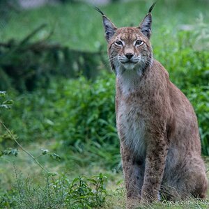 2012 08 11 0825 Uhr Luchs