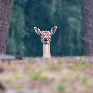 2012 08 11 0931Uhr Damwild