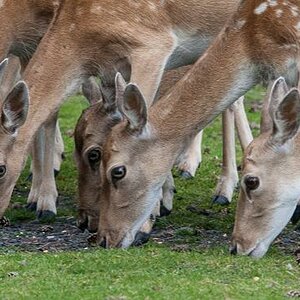 2012 08 11 0938Uhr Damwild