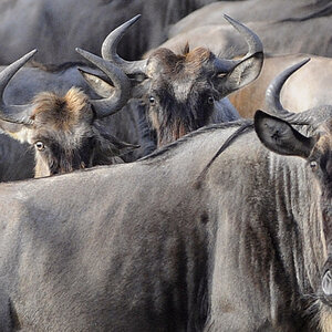 gnu 1