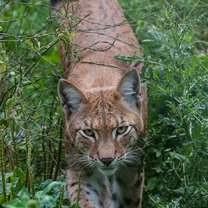 2012 08 11 1041 Uhr Luchs