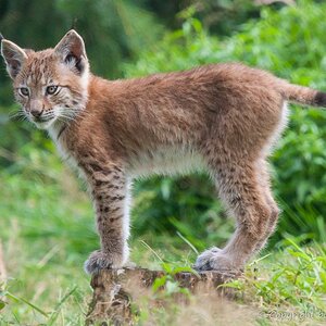 2012 08 11 1059 Uhr junger Luchs