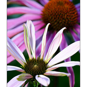 Echinacea purpurea #2


Nikon D800, AF-S Micro-Nikkor f/2.8/ 105 mm, Nikon Speedlighte SB-910, Blende 1:11 bei 1/60 Sekunde.