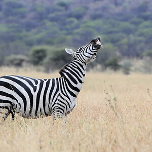 zebra 1