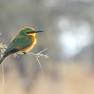 bee eater 1