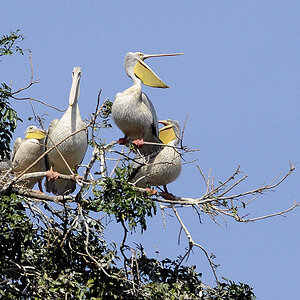 pelikan manyara 2