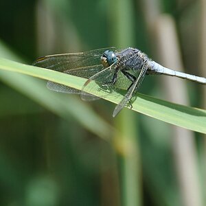 Libelle in Plitvice