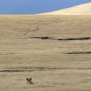 ngorongoro savanne 2