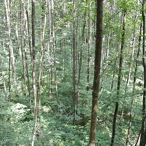 Wald (etwas ausgebleicht)
Keine Manipulationen ausser auf 1024 Pixels verkleiner und ganz leicht mit Photoshop unscharf maskiert