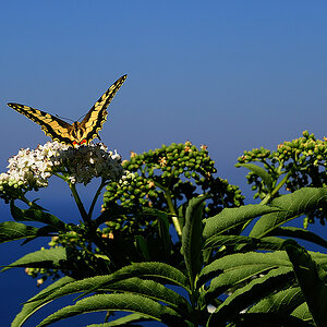 schmetterling2 am pilion