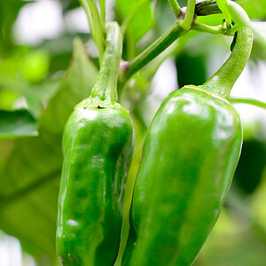 Chili verde