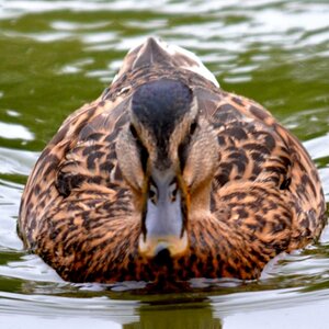 Frontal