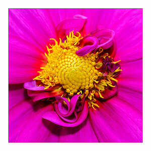 Details einer Blüte