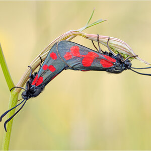Coupula der Widderchen