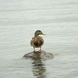 Erstes Foto. Bodensee. Einsame Ente:)