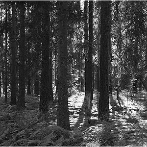 waldlicht sw