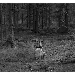 Bambi sw im wald