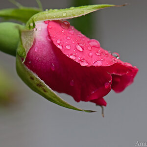 Rose 1