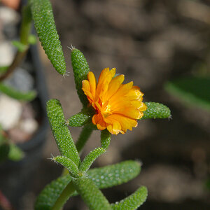Trichodiadema introrsum