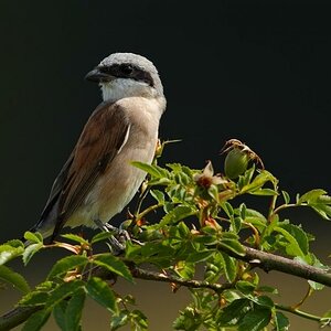 IMG 9228