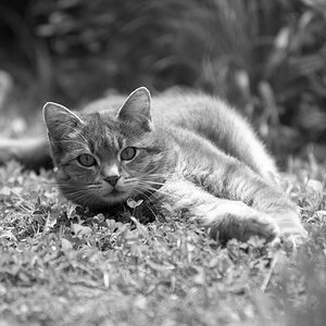 cat sw  D2X2869