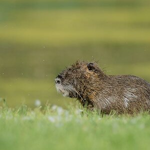 Nutria 9406
