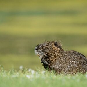 Nutria 9411