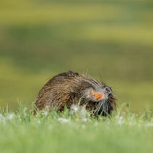 Nutria 9415