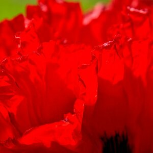 Mohn-Blüten-Blätter